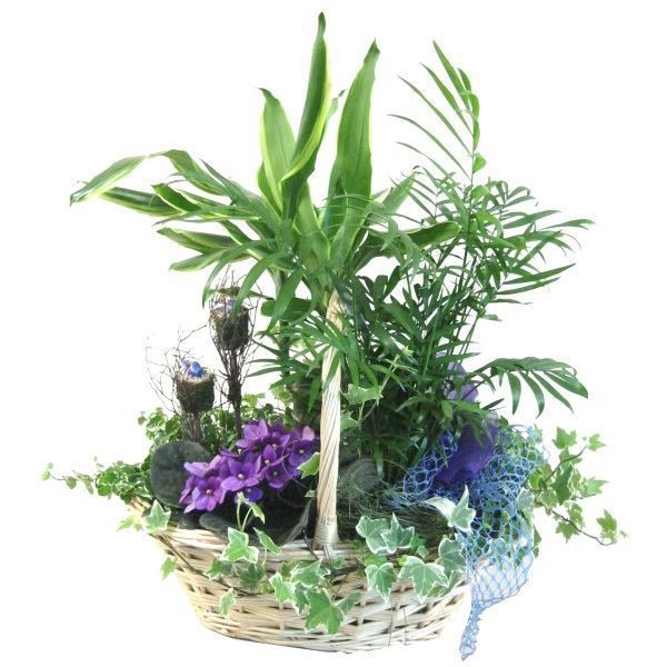 Imagem de cesta de plantas