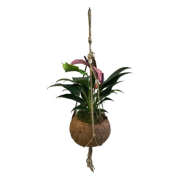 Imagem de kokodama