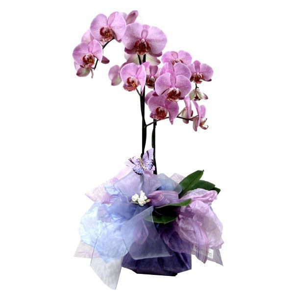 Imagem de phalaenopsis "água"