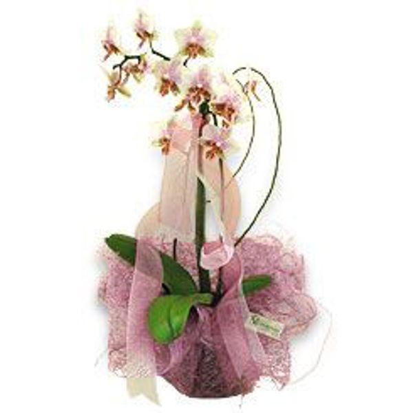 Imagem de phalaenopsis "ar"