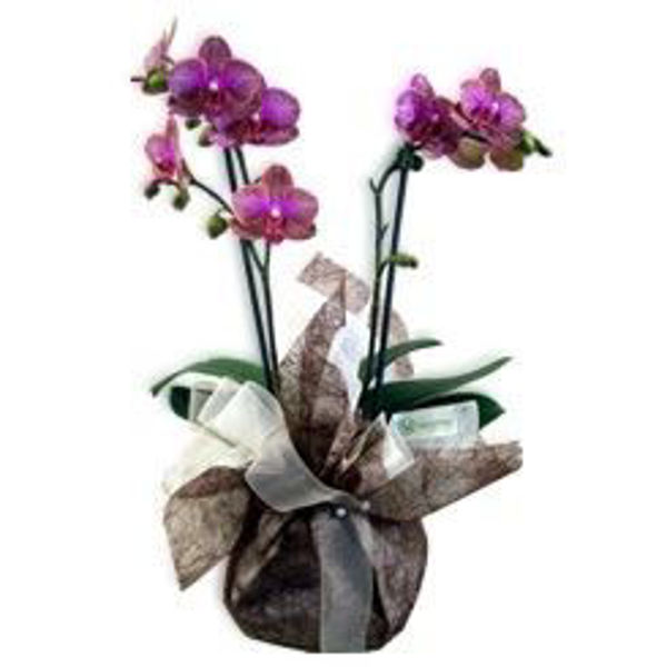 Imagem de phalaenopsis "terra"