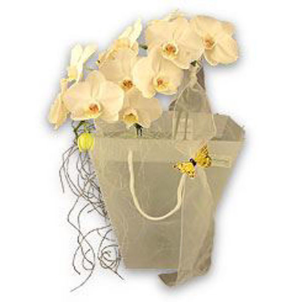 Imagem de phalaenopsis (g) em saca