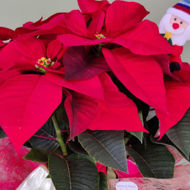 Imagem de PAI NATAL