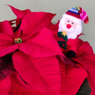 Imagem de PAI NATAL