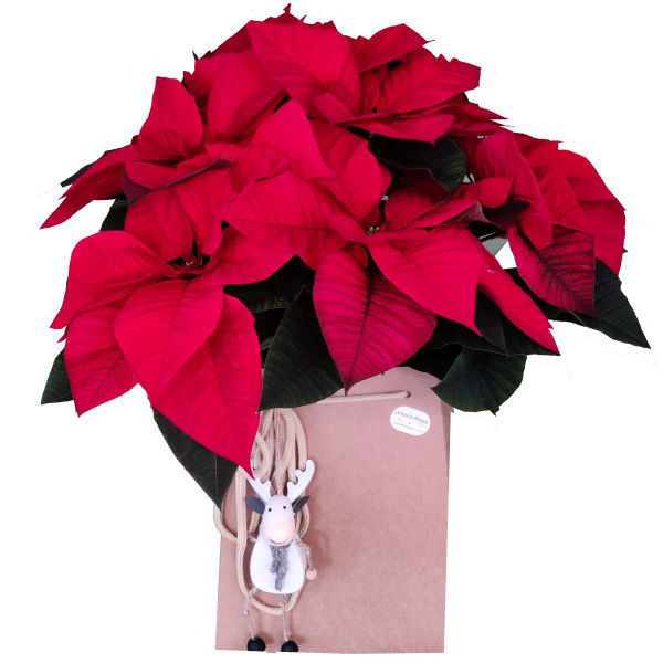 Imagem de poinsettia