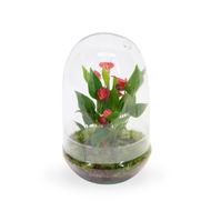 Imagem de Anthurium KARMA Million Flowers | Terrarium