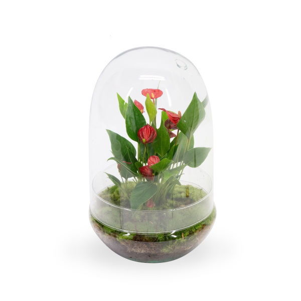 Imagem de Anthurium KARMA Million Flowers | Terrarium