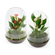Imagem de Anthurium KARMA Million Flowers | Terrarium