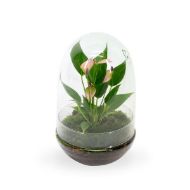 Imagem de Anthurium KARMA Million Flowers | Terrarium