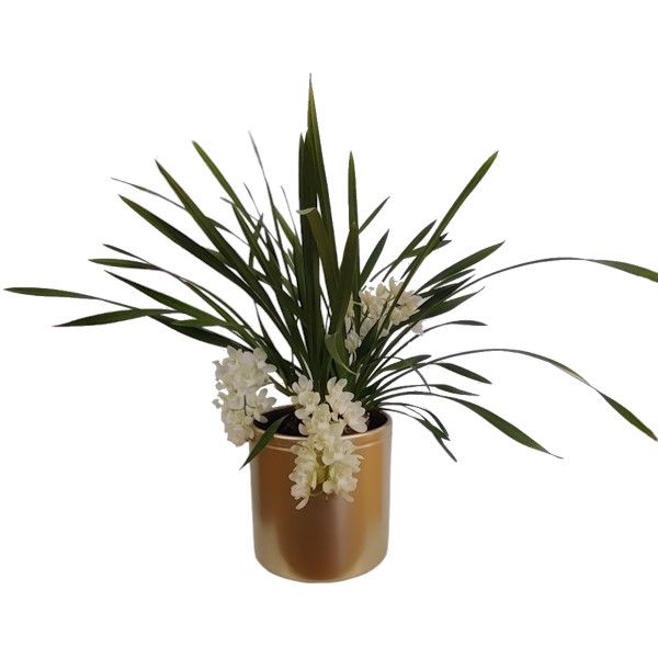 Imagem de cymbidium
