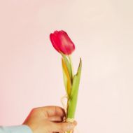 Imagem de tulipas - dia da mulher