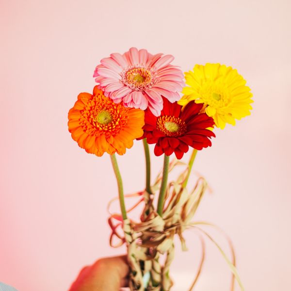 Imagem de gerberas - dia da mulher