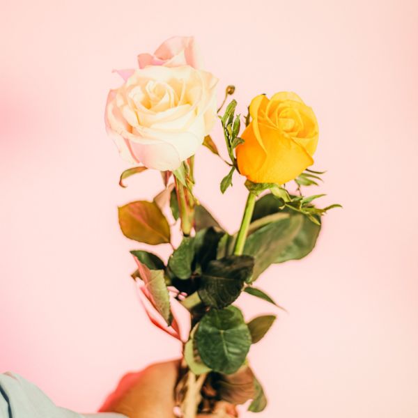 Imagem de rosas - dia da mulher
