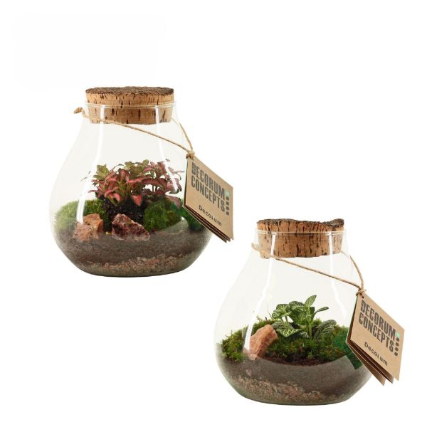 Imagem de botanical collectables (S)