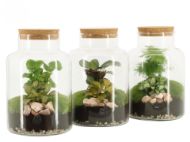 Imagem de botanical collectables (S)