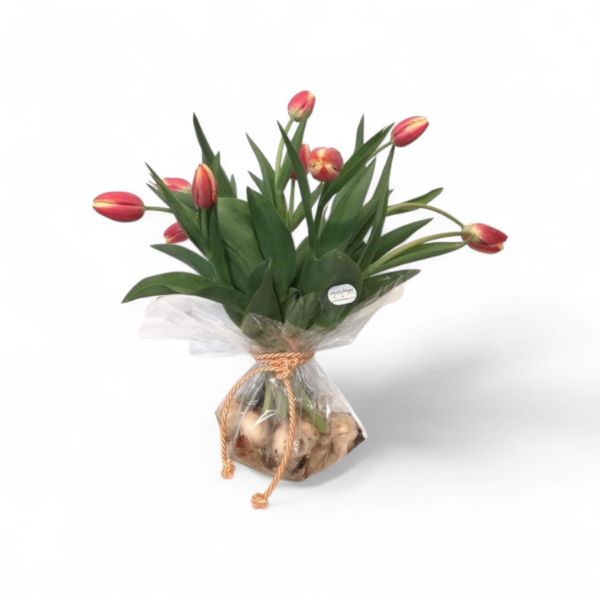 Imagem de tulipas em bolbos