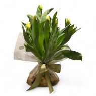 Imagem de tulipas em bolbos