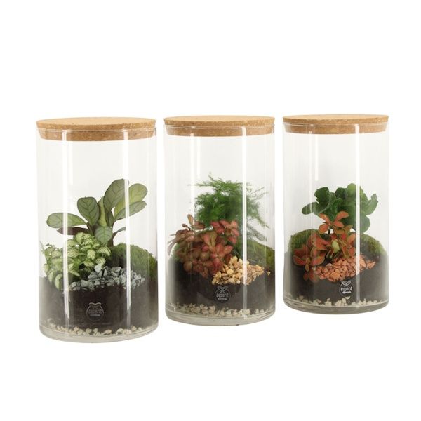 Imagem de botanical collectables eco-cápsula